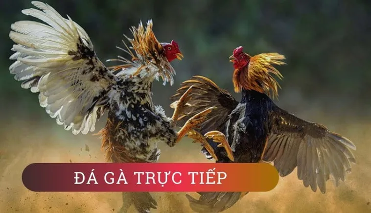 Hướng Dẫn Cách Chơi Đá Gà WS168 Tại 789Win Một Cách Hiệu Quả